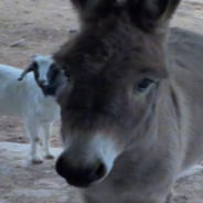 Clever Donkey Knocks On Front Door To Get Owner’s Attention