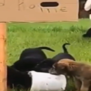 Clever Rescue Pup Plays Hide And Seek With Dad