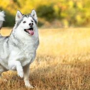 Common Husky Mixes