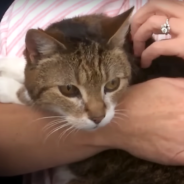 Couple Tearfully Reunites With Beloved Cat Who Had Been Missing For 7 Years