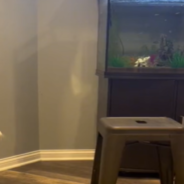 Curious Cat Tries To Jump On Top Of Aquarium And Falls Straight In