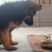 Curious German Shepherd Puppy Meets Mama Cat And Her Newborn Kittens