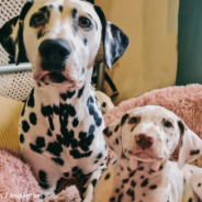 Deaf Dalmatian Gets Her Own “Service Dog” When Family Adopts New Puppy