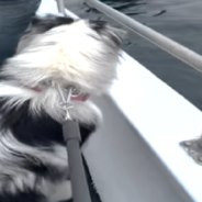 Dog Goes Whale Watching And Is Mesmerized By Friendly Whale