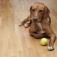 Dog Has A Hygroma? What You Should Do