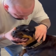 Dog Left Unsure What To Think After Animal Chiropractor Cracks Her Neck