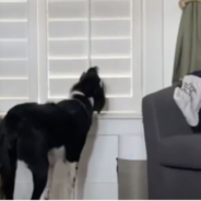 Dog on TikTok Will Not Be Denied When it Comes to Surveying His Domain