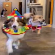 Doggy Daycare Hosts Fashion Show With Runway So Pups Can Show Off Their Halloween Costumes