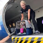 Dozens of At-Risk Dogs and Cats to Be Flown From Overcrowded Shelters Just Before Thanksgiving