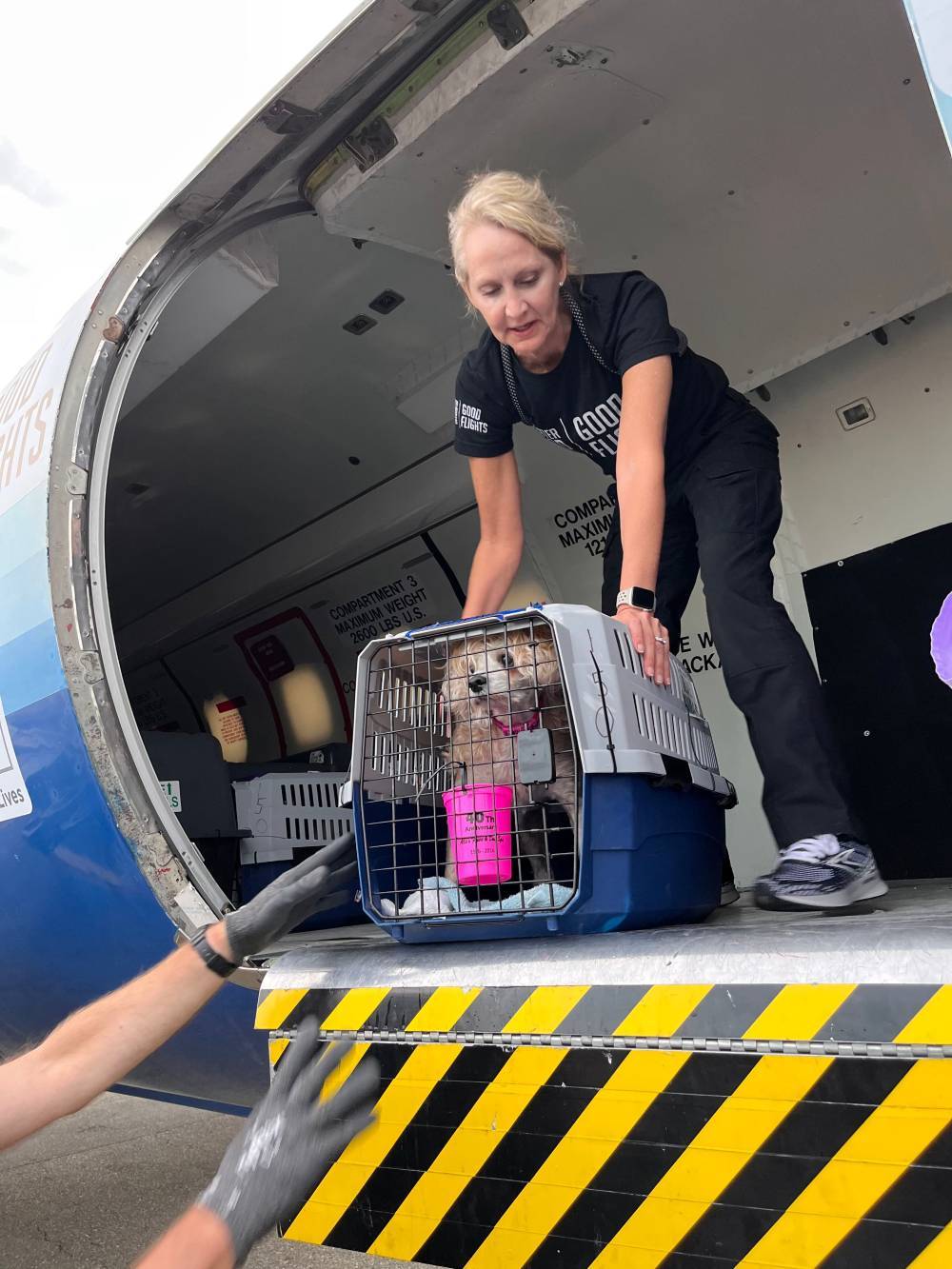 Dozens of At-Risk Dogs and Cats to Be Flown From Overcrowded Shelters ...