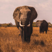 Dr. Dame Daphne Sheldrick Received Hugs in a Reunion with the Elephants She Raised During a Tumultuous Time