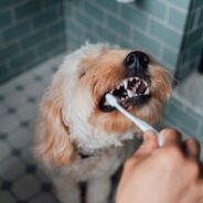 Easy Solutions to Brushing Dogs’ Teeth