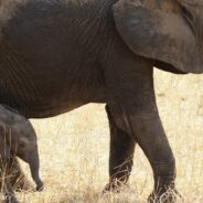 Elephant Mom Carries The Body Of Her Dead Calf Around For Days