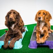 Equipment You’ll Need for a Dog Gym