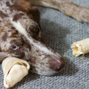 Experts Warn Pet Parents To Keep Dogs Away From The Thanksgiving Table