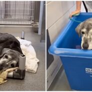 Family Dumped Their 19 Year Old Dog At A Shelter, Now She’s Living Out A Bucket List