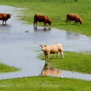 Farm Animals Go Unprotected During Disasters, And Millions Die Because No Laws Protect Them