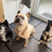 Feeding Dogs Table Scraps Isn’t In Your (or Their) Best Interest