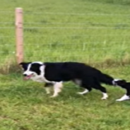 Feisty Puppy Refuses to Let Border Collie Do His Job Of Herding The Sheep