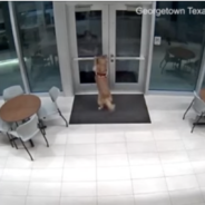 Firefighter in Texas Accidentally Locked Out of Station Gets Let Back in By Dog