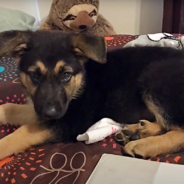 German Shepherd Uses His Instincts To Keep His Owner Safe During Her Dangerous Seizures