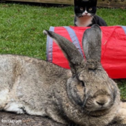 Giant Bunny Acts More Like A Dog Than A Rabbit