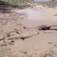 Golden Lab Unrecognizable After Playing In The Mud