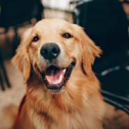 Golden Retriever Lets Himself In Neighbor’s House For Nap Everyday