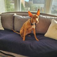 Great Couch Covers for Dogs