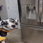 Great Dane Begs At Refrigerator In Hopes Of Getting Some Ice Cubes