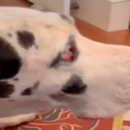 Great Dane Does His Best To Fit Into A Tiny Dog Bed