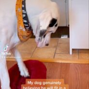 Great Dane Struggles to Fit in Tiny Dog Bed in Viral TikTok