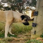 Guardian Dog Protects Goats From “Evil” Fence That Shocks Them