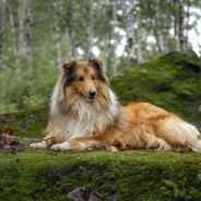 How Pal, the First-Ever Lassie, Got His Start in Hollywood