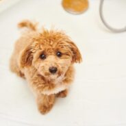 How to Groom a Maltipoo