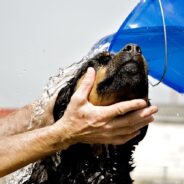 Installing a Dog-Washing Station and Other Options for Giving Fido a Bath