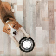 Intermittent Fasting – Can It Help Dogs Stay Healthier and Live Longer?