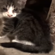 Kittens Rescued From Bodega Basement Get Pampered With A Bath