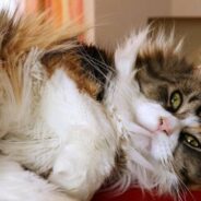 Maine Coon Cat Caught Adjusting The Thermostat In Viral Video