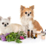 Making Essential Oil Blends for Your Dog