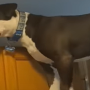 Mako The Pittie Hops Up On The Kitchen Counter And Acts Like A Cat