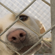 Man Puts Together 118 Care Packages And Donates Them To Animal Shelter Workers