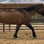 Man Reunites With Horse 8 Years After He Went Missing