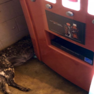 Man Stops To Buy A Soda And Ends Up Saving A Dog In The Process