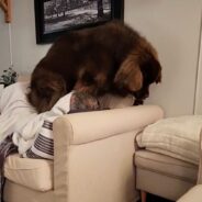 Massive Newfoundland on Funny TikTok Decides to Squeeze in with Pet Parent on Family Sofa