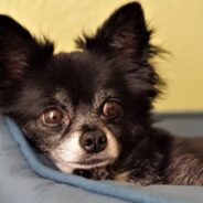 “Mean” Dog About To Be Euthanized Transforms Into Loving Pup Thanks To Kisses