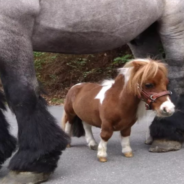 Meet Pumuckel, The World’s Smallest Pony