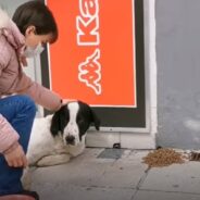 Meet The Women Who Travel Through Greece To Feed And Rescue Stray Dogs