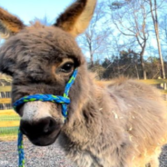 Miniature Donkey Says “Hello” To His Family Every Morning