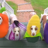 Mischievous Beagles Steal Neighbor’s Halloween Candy In Trick-Or-Treating Prank